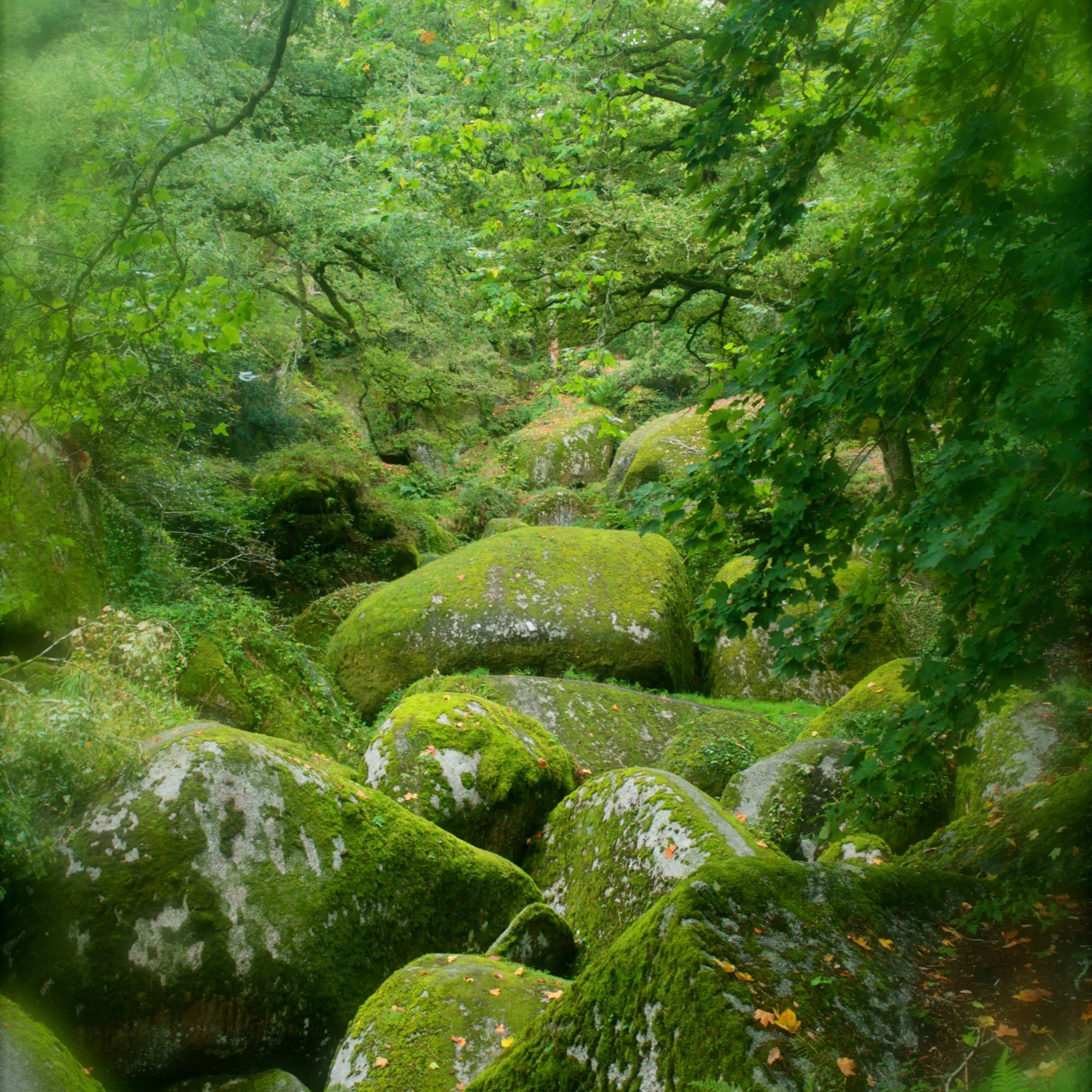 bloc de roche couvert de mousse