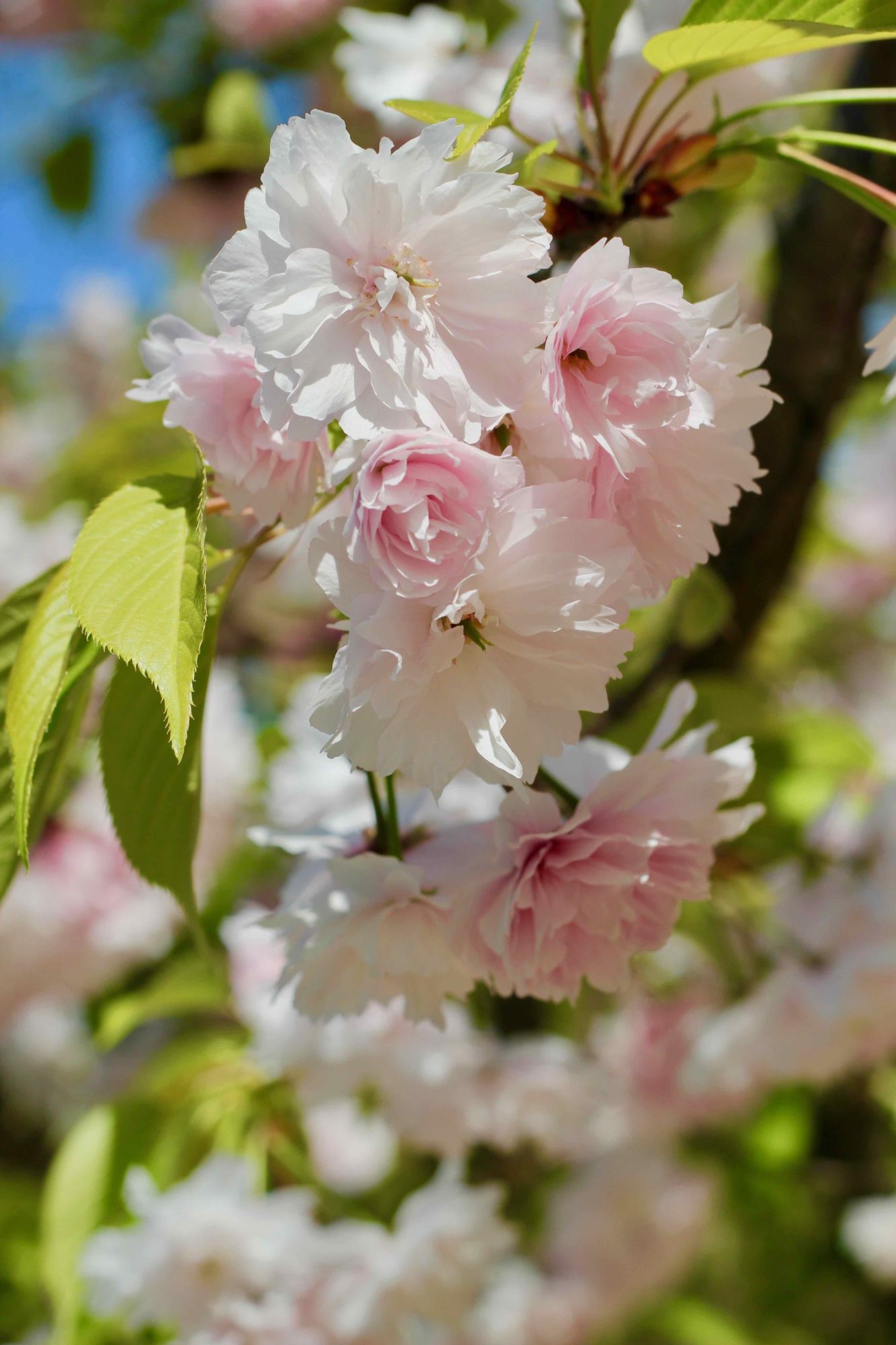 fleurs de cerisier 2