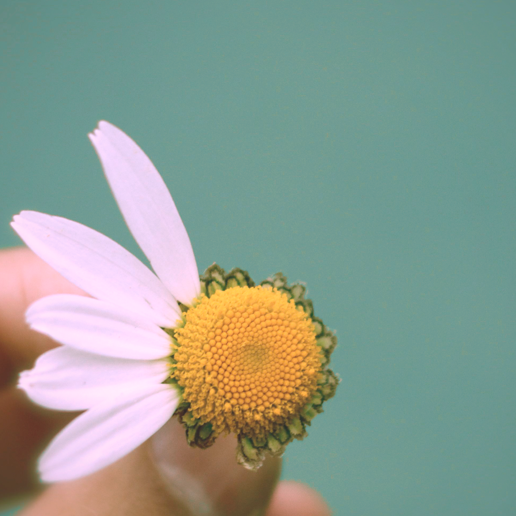 Marguerite avec 5 pétale